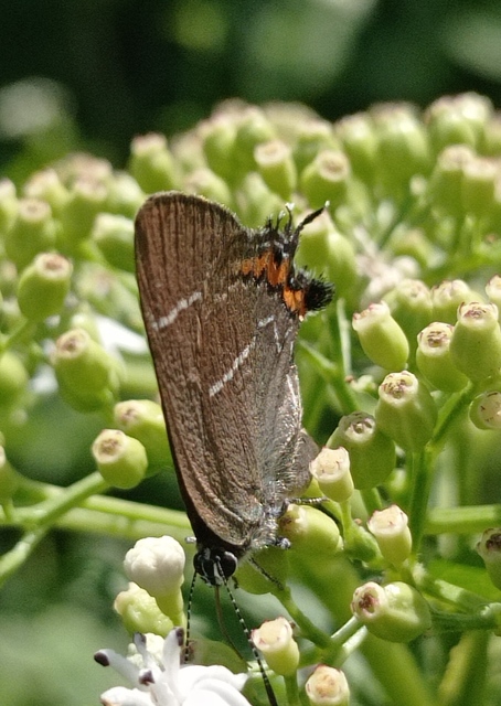 Satyrium w-album - szilfa-csücsköslepke