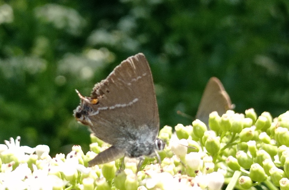 Satyrium spini - kökény-csücsköslepke