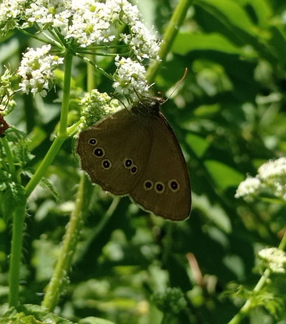 Aphantopus hyperanthus - közönséges ökörszemlepke