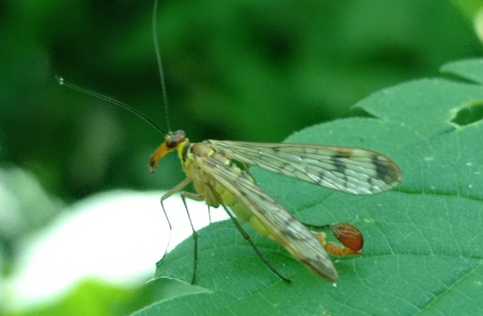 Panorpa cognata