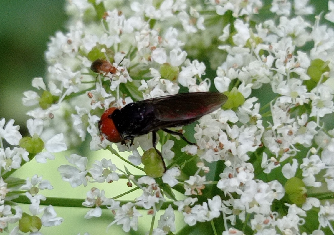 Chrysogaster solstitialis - gyakori smaragdlégy