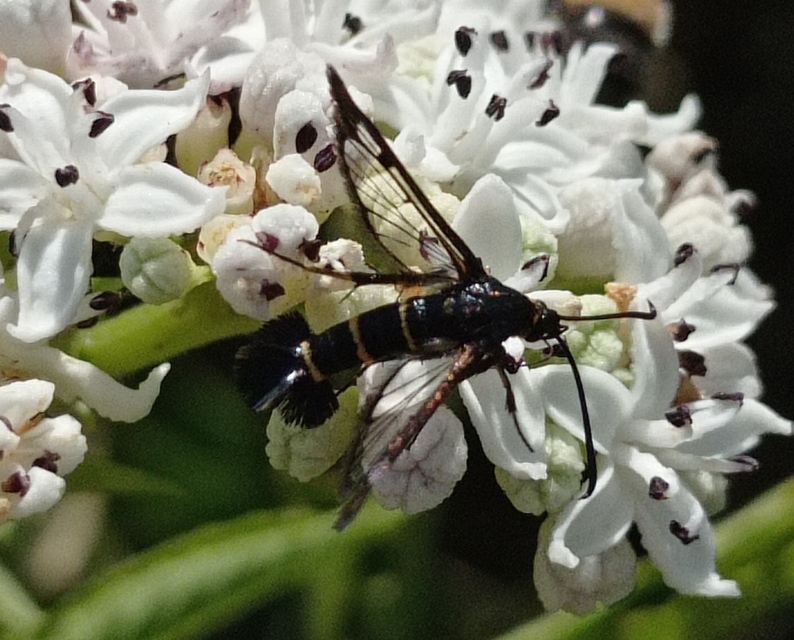 Sesiidae - szitkárfélék