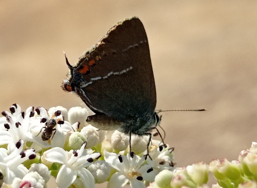 Satyrium spini - kökény-csücsköslepke