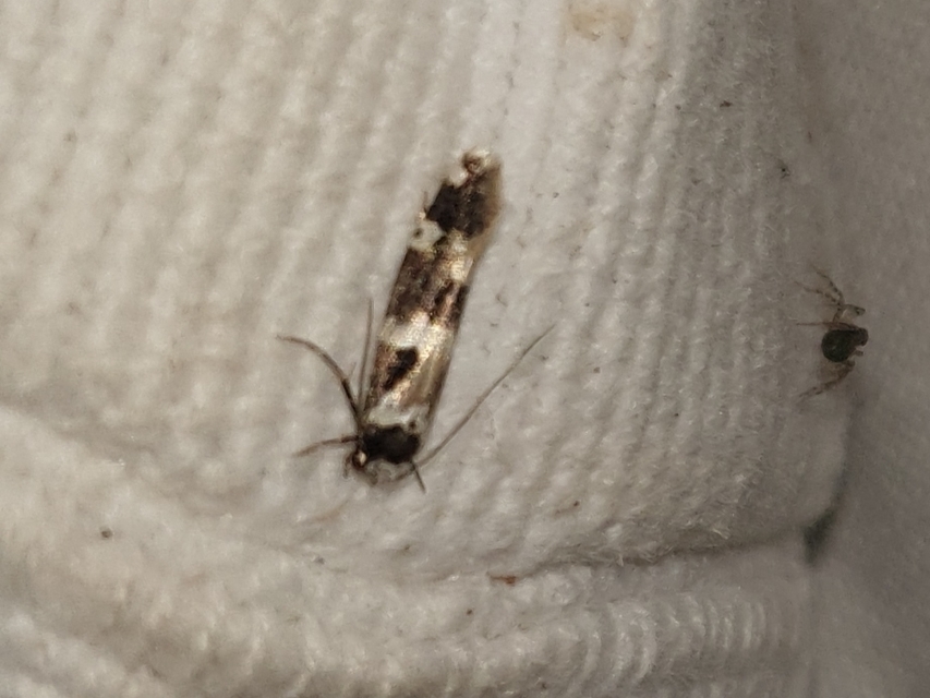 Neurothaumasia ankerella - magyarmoly