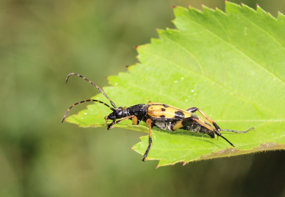 Rutpela maculata - tarkacsápú karcsúcincér
