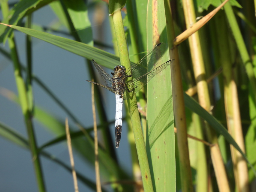 Orthetrum albistylum - fehérfarkú pásztorszitakötő