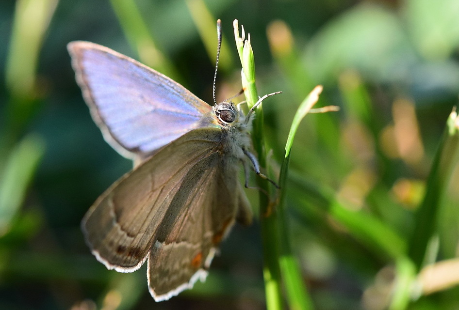 Neozephyrus quercus - tölgyfalepke