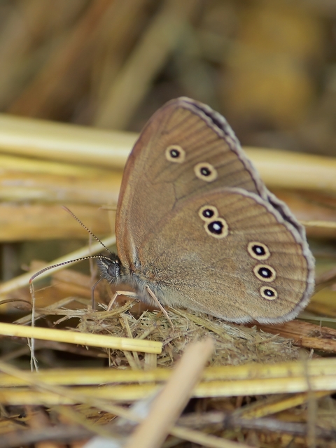 Aphantopus hyperanthus - közönséges ökörszemlepke