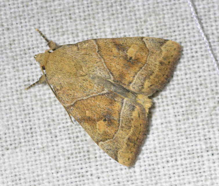 Cosmia trapezina - közönséges lombbagoly