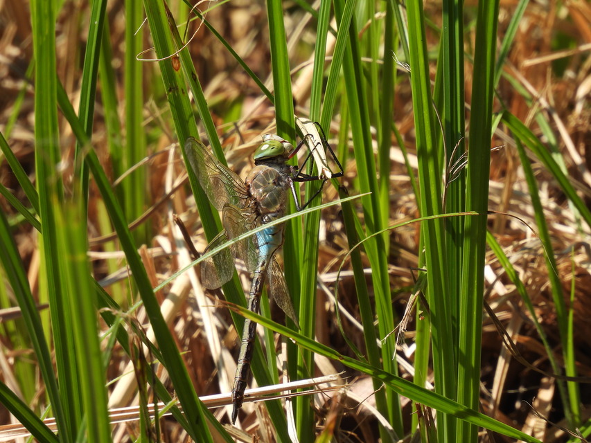 Anax parthenope - barna óriásacsa