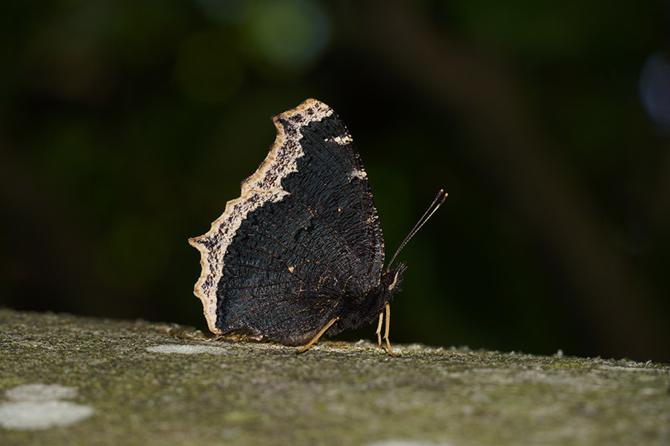 Nymphalis antiopa - gyászlepke