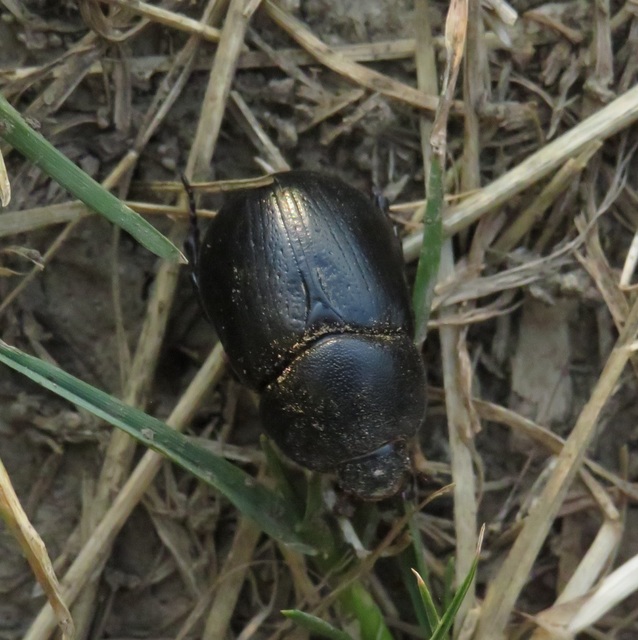 Pentodon idiota - butabogár
