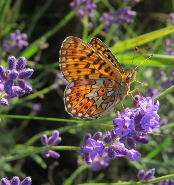 Boloria euphrosyne - árvácska-gyöngyházlepke