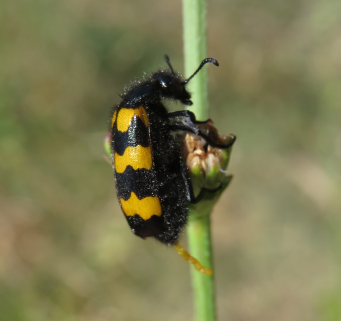 Mylabris variabilis - szalagos hólyaghúzó Mylabris variabilis - szalagos hólyaghúzó