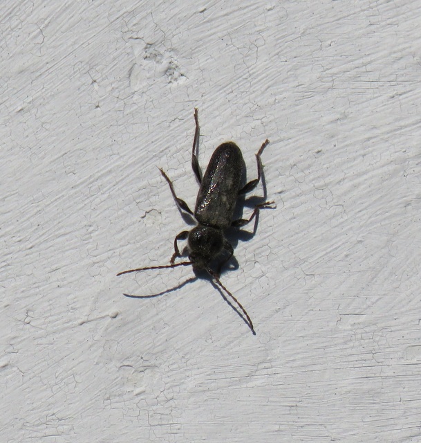 Hylotrupes bajulus - házicincér