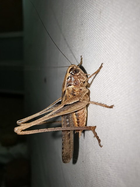 Platycleis affinis - púposhasú rétiszöcske