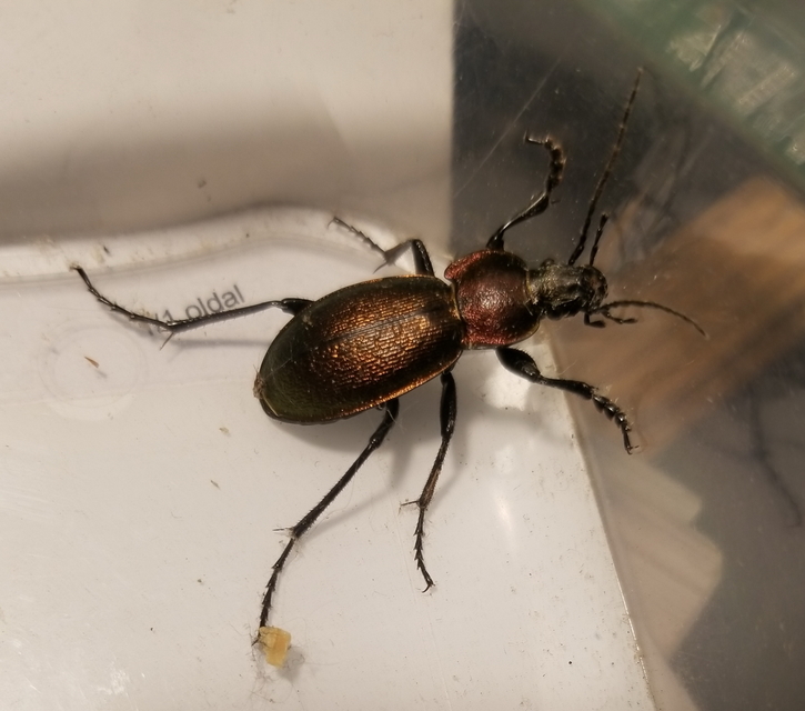 Carabus scheidleri - változó futrinka