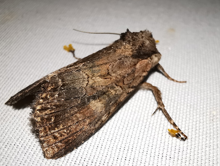 Lacanobia amurensis - homoki kertibagoly