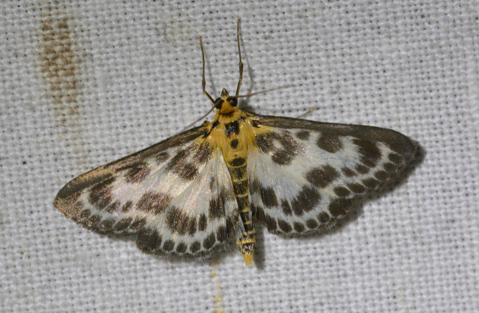 Anania hortulata - tarka csalánmoly