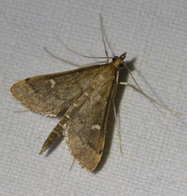 Dolicharthria punctalis - hosszúlábú tűzmoly