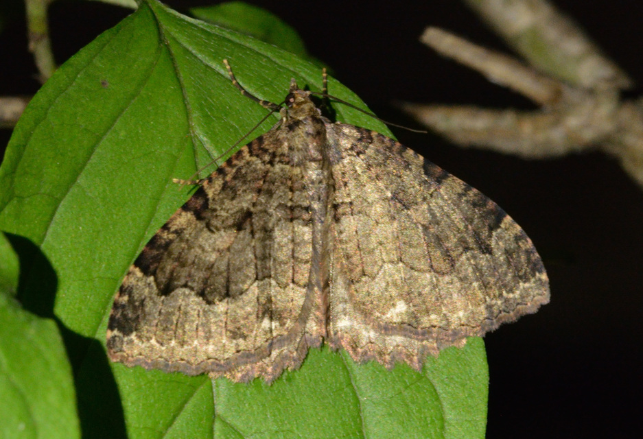 Triphosa dubitata - kutyabenge-araszoló