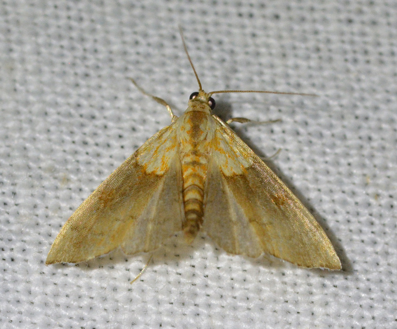 Agrotera nemoralis - ligeti tűzmoly