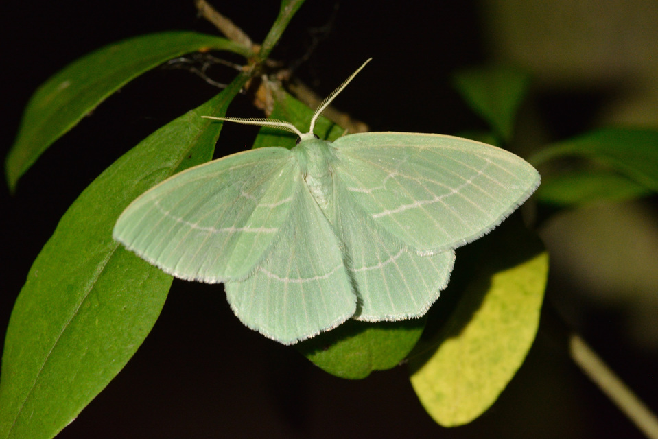 Hemistola chrysoprasaria - kékes zöldaraszoló
