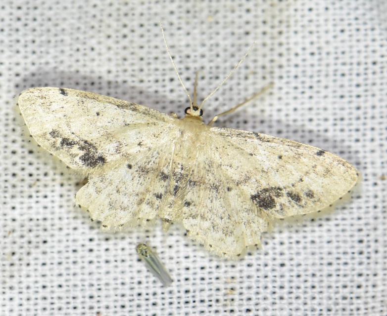Idaea dimidiata - gyakori apróaraszoló