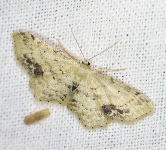 Idaea dimidiata - gyakori apróaraszoló
