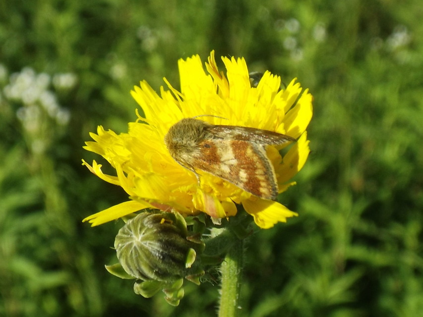 Schinia cardui - keserűgyökér-nappalibagoly