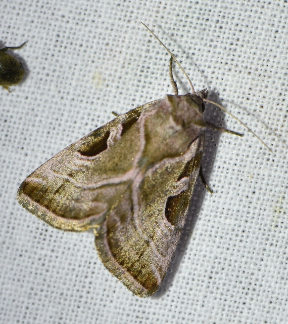 Eucarta virgo - mocsári ametisztbagoly