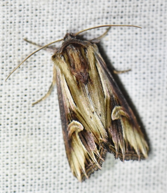 Actinotia polyodon - nagy sugarasbagoly