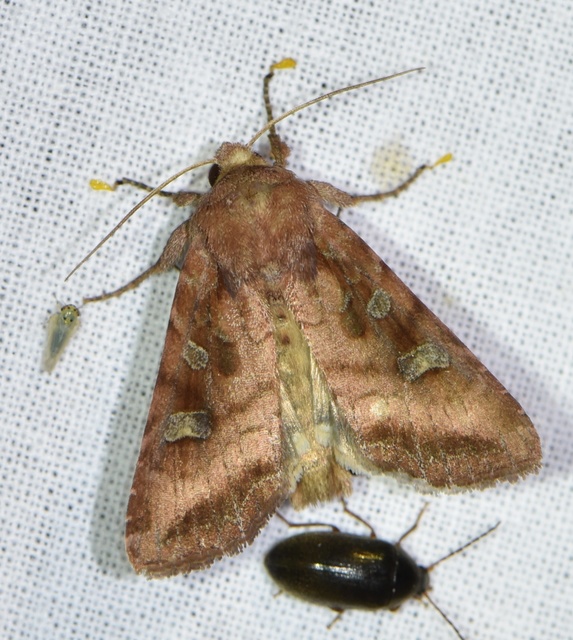 Lacanobia splendens - mocsári kertibagoly