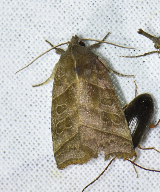 Ipimorpha retusa - sarlós fűzbagoly