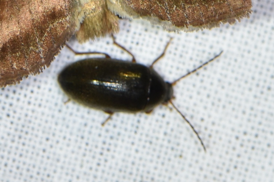 Hymenalia rufipes - rőtlábú alkonybogár