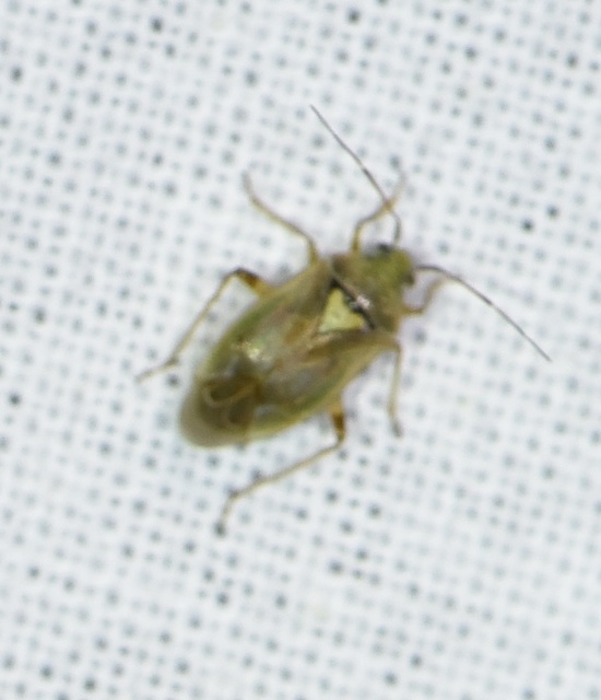 Lygus rugulipennis - molyhos mezeipoloska