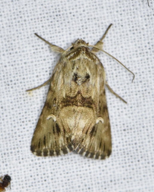 Calophasia lunula - gyújtoványfű-apróbagoly
