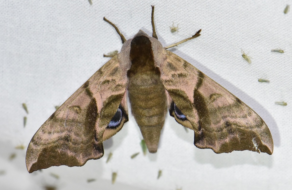 Smerinthus ocellatus - esti pávaszem