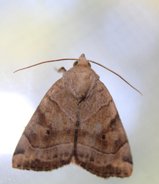 Cosmia trapezina - közönséges lombbagoly