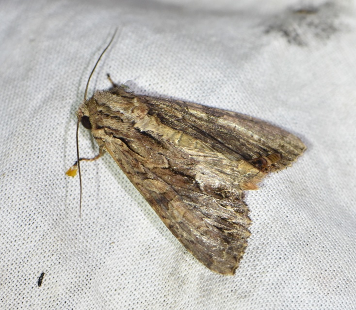 Apamea monoglypha - nagy dudvabagoly