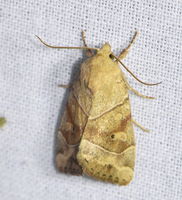 Cosmia trapezina - közönséges lombbagoly