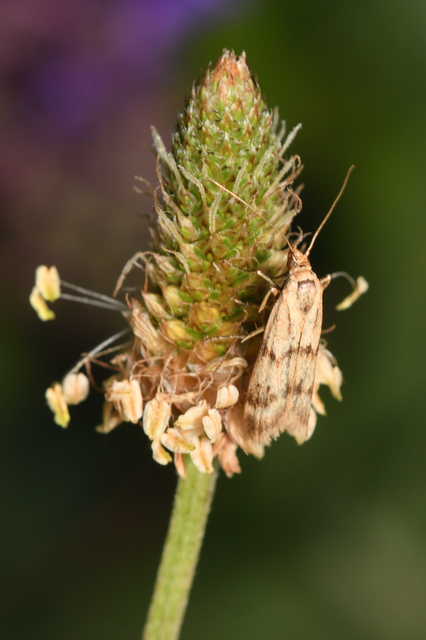 Homoeosoma sinuella - agyagsárga karcsúmoly