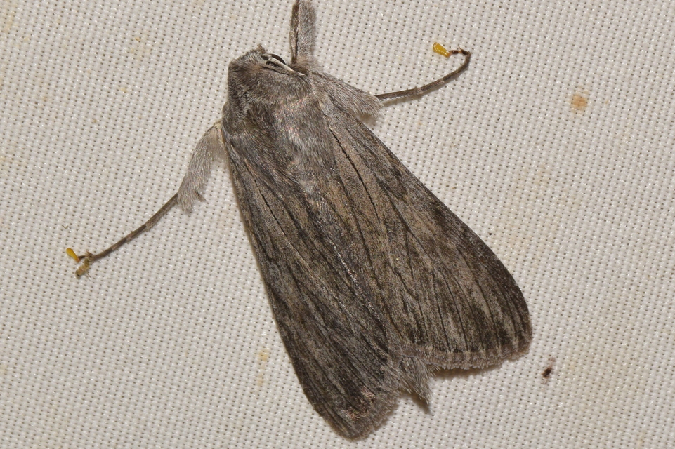 Cucullia lactucae - saláta-csuklyásbagoly