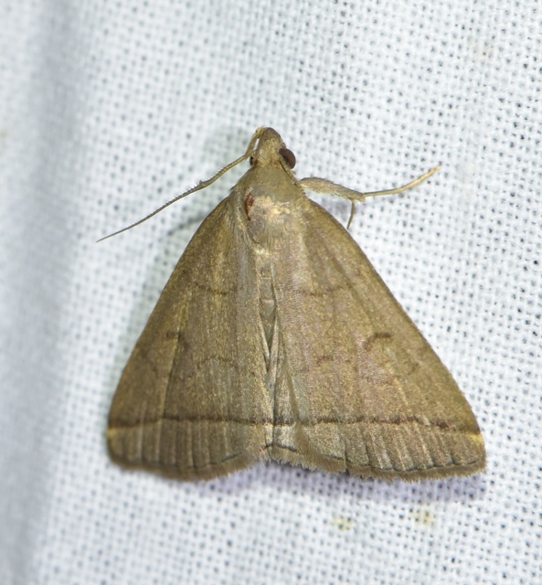 Treitschkendia tarsipennalis - tollaslábú karcsúbagoly