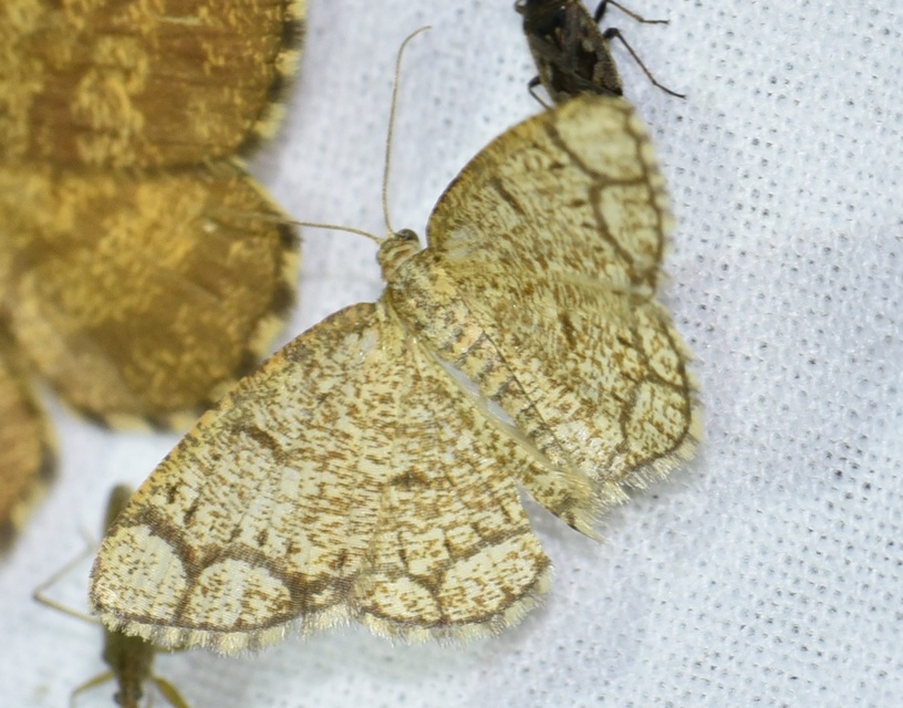 Stegania cararia - gyűrűs nyáraraszoló