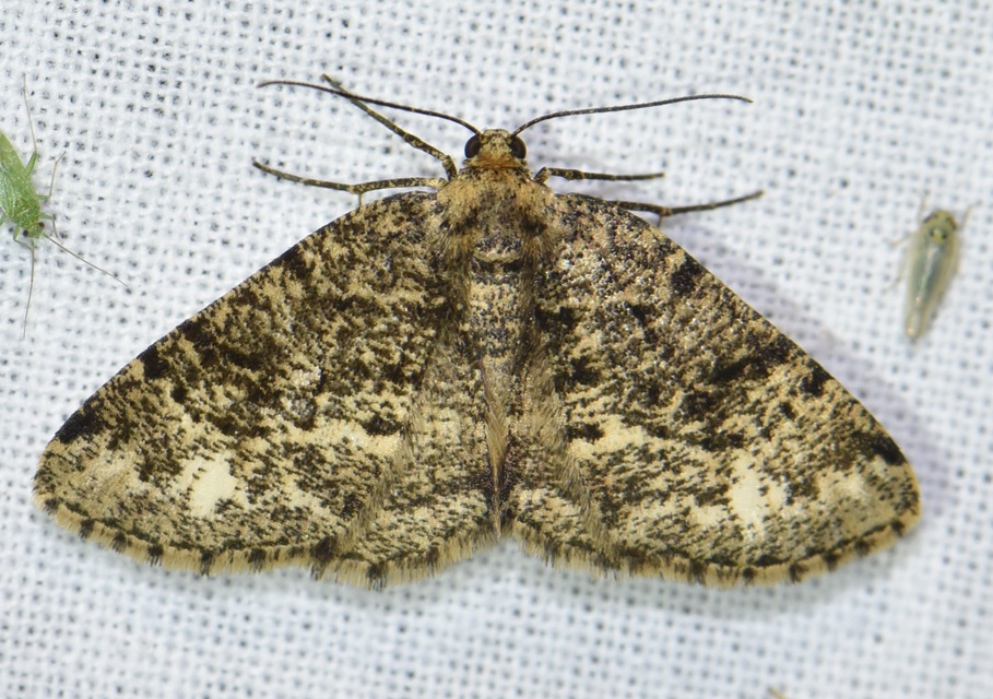 Parectropis similaria - barna zuzmóaraszoló