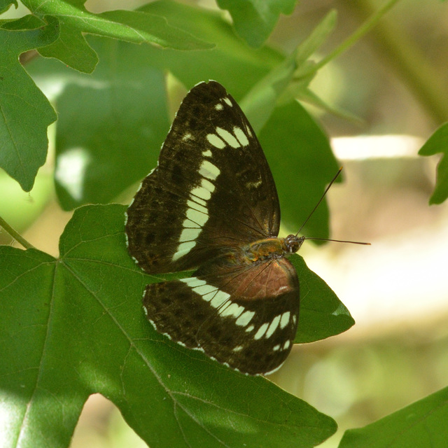 Limenitis camilla - kis lonclepke