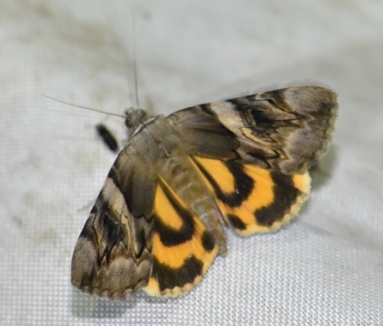 Catocala fulminea - galagonya-övesbagoly
