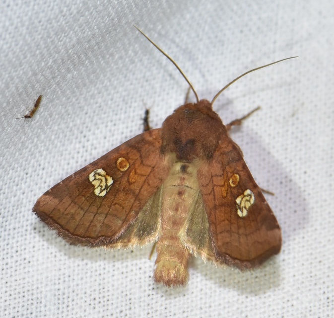 Amphipoea oculea - nagyfoltú lápibagoly