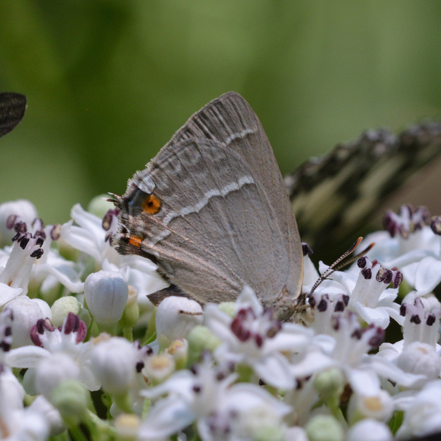 Neozephyrus quercus - tölgyfalepke